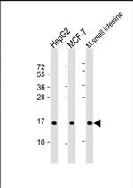 COX4I2 Antibody in Western Blot (WB)