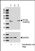 E2 tag Polyclonal Antibody