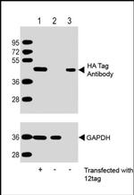 HA.2x Tag Antibody in Western Blot (WB)
