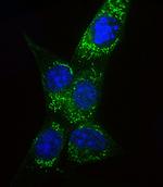 COX4 Antibody in Immunocytochemistry (ICC/IF)
