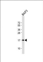 COX4 Antibody in Western Blot (WB)