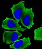 LZK Antibody in Immunocytochemistry (ICC/IF)