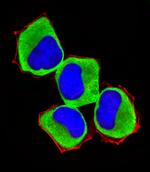 LZK Polyclonal Antibody