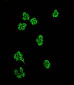 LZK Antibody in Immunocytochemistry (ICC/IF)