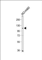LZK Antibody in Western Blot (WB)