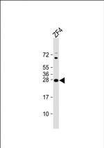 14-3-3 gamma Polyclonal Antibody