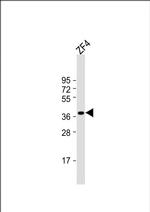 Ephrin B2 Polyclonal Antibody