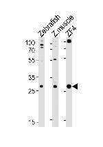 Adenylate Kinase 2 Polyclonal Antibody