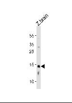 EDF1 Polyclonal Antibody