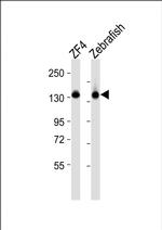 CYFIP1 Polyclonal Antibody