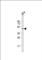 DMRT3A Polyclonal Antibody