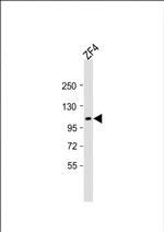 TEK Polyclonal Antibody