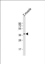 RX2 Polyclonal Antibody