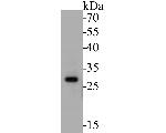 MTAP Antibody in Western Blot (WB)