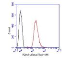 P2X6 Antibody in Flow Cytometry (Flow)