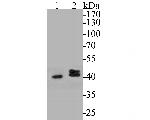 P2X6 Antibody in Western Blot (WB)