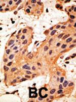 Connexin 50 Antibody in Immunohistochemistry (Paraffin) (IHC (P))