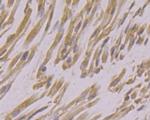 USP21 Polyclonal Antibody