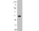 USP21 Antibody in Western Blot (WB)
