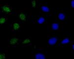 Histone H2A.X Polyclonal Antibody