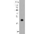 CDKN2B Antibody in Western Blot (WB)