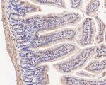 Fumarase Antibody in Immunohistochemistry (Paraffin) (IHC (P))