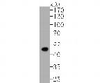 Fumarase Antibody in Western Blot (WB)
