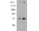 TGM2 Antibody in Western Blot (WB)