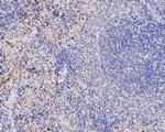 IL18BP Antibody in Immunohistochemistry (Paraffin) (IHC (P))