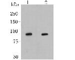 LGR5 Polyclonal Antibody