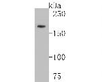 KIDINS220 Antibody in Western Blot (WB)