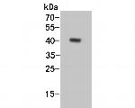 CD1a Antibody in Western Blot (WB)