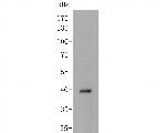 CD1a Antibody in Western Blot (WB)