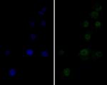 Ki-67 Antibody in Immunocytochemistry (ICC/IF)