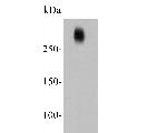 Ki-67 Antibody in Western Blot (WB)