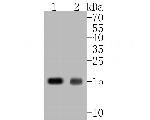 IFITM1 Antibody in Western Blot (WB)