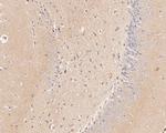 GABRA5 Antibody in Immunohistochemistry (Paraffin) (IHC (P))