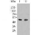 LIM1 Antibody in Western Blot (WB)