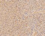 COX5B Antibody in Immunohistochemistry (Paraffin) (IHC (P))