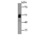 BIN1 Antibody in Western Blot (WB)