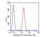 Aldolase B Antibody in Flow Cytometry (Flow)