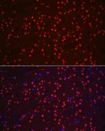 NeuN Antibody in Immunocytochemistry (ICC/IF)