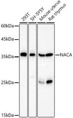 NACA Polyclonal Antibody