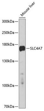 SLC4A7 Polyclonal Antibody