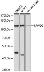RFWD2 Polyclonal Antibody