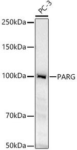 PARG Polyclonal Antibody