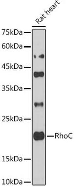 RhoC Antibody in Western Blot (WB)
