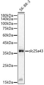 SLC25A43 Polyclonal Antibody
