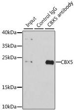 HP1 alpha Antibody in Immunoprecipitation (IP)