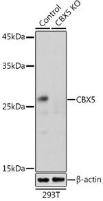 HP1 alpha Antibody in Western Blot (WB)